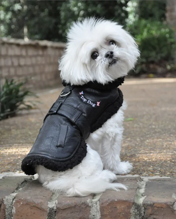 Top Dog Vintage Flight Jacket & Leash